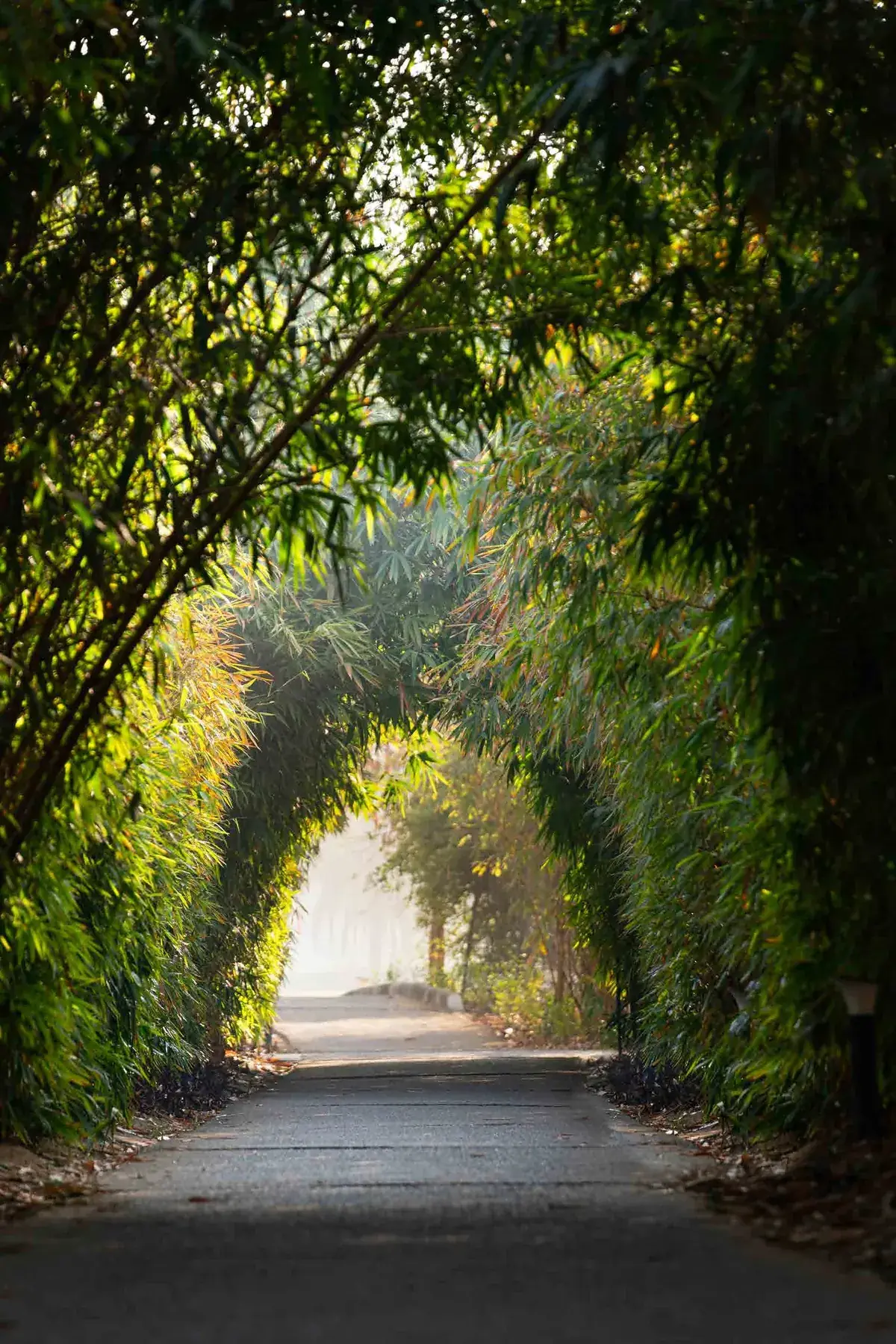 The bamboo walk at Karma Lakelands, a shaded path arched over with bamboo.