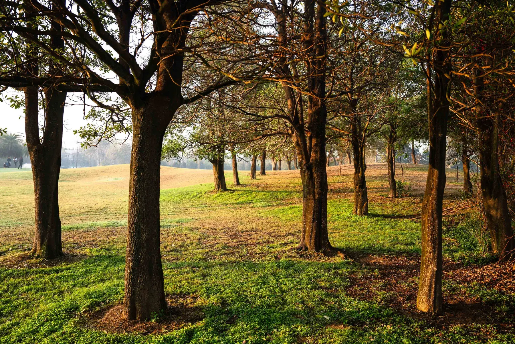 Mature trees in golden light at Karma Lakelands.