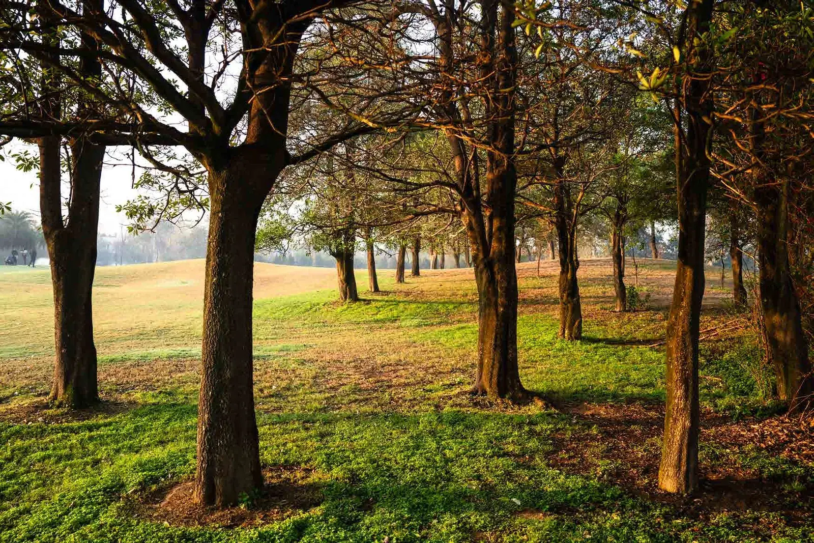 Mature trees in the forest grove at Karma Lakelands in early morning light.